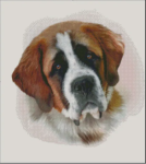 (image for) Saint Bernard